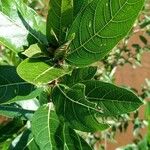 Ficus septica Deilen