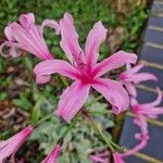 Nerine bowdeniiFlor