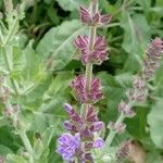 Salvia × digenea