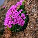 Androsace ciliata Flower