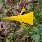 Narcissus bulbocodium Blüte
