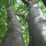 Zelkova serrata Φλοιός