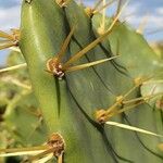 Opuntia dillenii Leaf