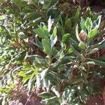 Osteospermum fruticosumFolha