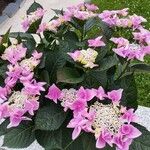 Hydrangea macrophylla花