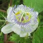 Passiflora foetida Çiçek