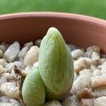 Conophytum bilobum 葉