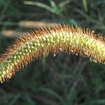 Setaria pumila Blüte