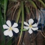 Eleutherine bulbosa Квітка