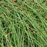 Ephedra foeminea Bark