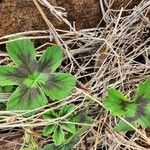 Pelargonium multibracteatum Leaf