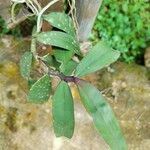 Rhipidoglossum rutilum Leaf