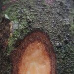 Coelocaryon preussii Corteza
