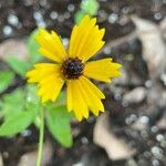 Coreopsis leavenworthii Flor