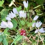 Allium roseum Flower