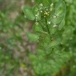 Thlaspi arvense Blomma