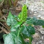 Ecbolium viride Leaf