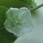 Evolvulus sericeus Flower