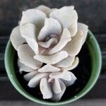 Echeveria laui Hoja