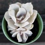 Echeveria laui Blatt