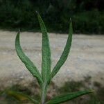 Artemisia verlotiorum 叶