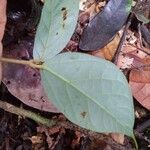 Sterculia pruriens Leaf