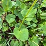 Doronicum columnae Hoja