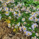 Aster amellus 形態