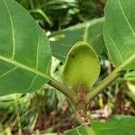 Mitragyna stipulosa Sonstige