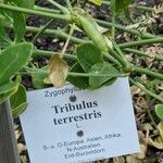 Tribulus terrestris Други