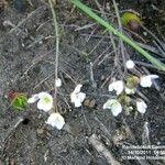 Heliophila pusilla