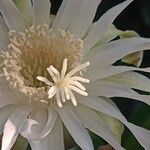 Praecereus saxicola Flower