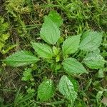 Pilea pumila Ліст