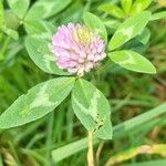 Trifolium medium Flower