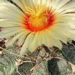 Astrophytum capricorne Leht