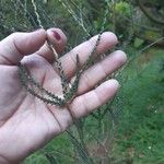Melaleuca huegelii Hoja