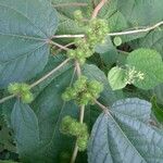 Triumfetta semitriloba Fruto