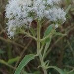 Austroeupatorium inulifolium Flower