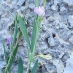 Lathyrus hirsutus 形態