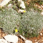 Scorzonera caespitosa Otro