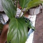 Monstera lechleriana Ліст