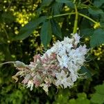 Aesculus californica फूल