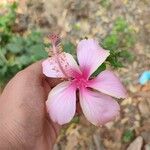 Hibiscus rosa-sinensis Blomst