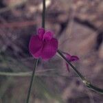 Cologania angustifolia Blüte