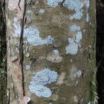 Casearia corymbosa Bark