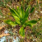 Drimia pancration Hoja