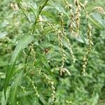 Persicaria hydropiper Цвят