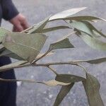 Eucalyptus tereticornis Leaf