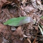 Chamaelirium luteum Foglia