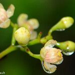 Xylocarpus granatum Fruitua